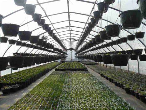 Vegetable Nursery Management: Foundation of Successful Production ... - raincitystudios.com