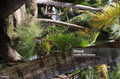 Vegetasi Pohon - The Nature Conservancy - raincitystudios.com