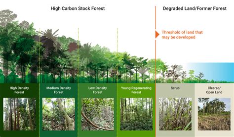 Vegetation Analysis and Carbon Stock Estimation on … - raincitystudios.com