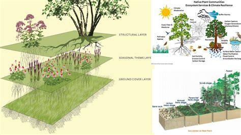 Vegetation Analysis in Plant Community Ecology - raincitystudios.com