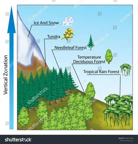 Vegetation Zonation in a Neotropical Montane Forest: Environment ... - raincitystudios.com