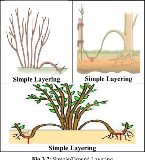 Vegetative methods of plant propagation: I- cutting layering and budding - raincitystudios.com