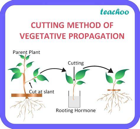 Vegetative Methods of Plant Propagation: II- Grafting Cutting ... - IJPAB - raincitystudios.com