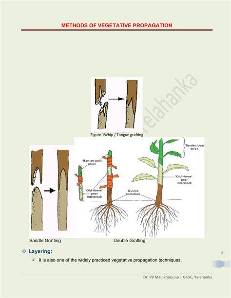 VEGETATIVE PROPAGATION - raincitystudios.com
