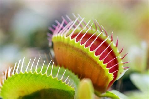Venus Flytrap - Dionaea muscipula Care Tips - muktibox.com