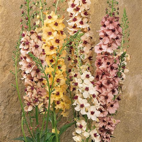 VERBASCUM SEEDS SOUTHERN CHARM Perennial …