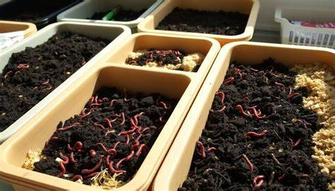 Vermicompost is Made Ready by Following These Simple Steps! - raincitystudios.com