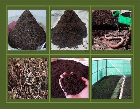Vermicomposting 101 - raincitystudios.com