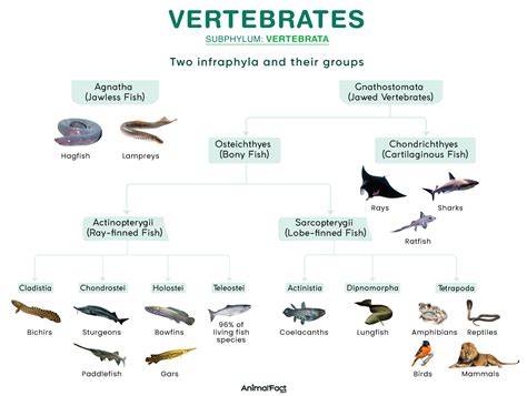 Vertebrate | Definition, Characteristics, Examples, Classification ... - raincitystudios.com