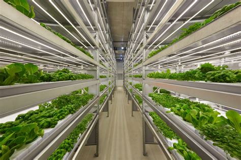 Vertical Farming: A Smart Solution for Ornamental Plant ... - MDPI - muktibox.com