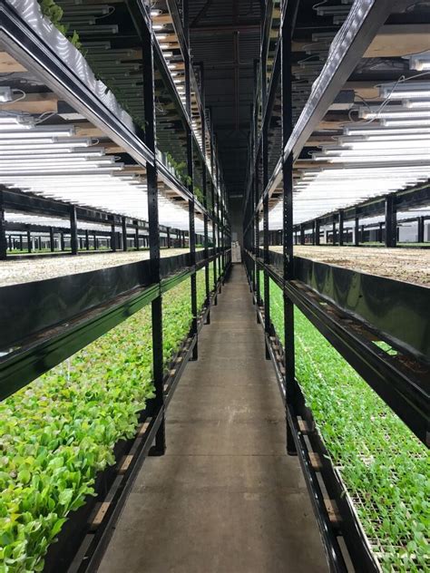 Vertical Farming – No Longer A Futuristic Concept - balustradellc