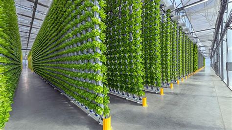 Vertical farming business: What it takes to succeed - balustradellc