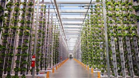 Vertical farming is growing up | FCC - balustradellc