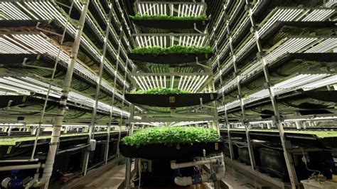 Vertical farming start-up AeroFarms to list at $1.2bn … - balustradellc