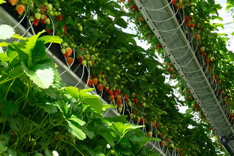 Vertical Strawberry Farming in 2026 | The Future of … - balustradellc