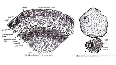 VESSEL STRUCTURE OF GNETUM AND THE ORIGIN OF … - raincitystudios.com