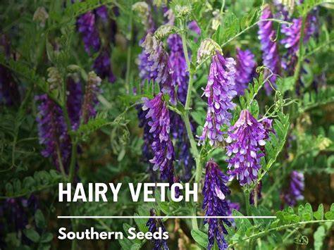 Vetch Seed - Cover Crops for Greening - Boston Seeds - raincitystudios.com