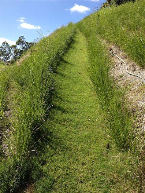 Vetiver erosion control and soil stabilisation solutions. - raincitystudios.com