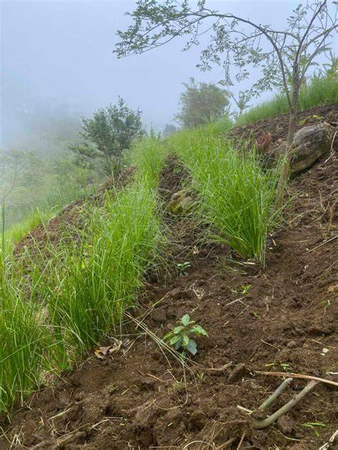Vetiver grass can help arrest soil erosion - Agriculture Monthly - raincitystudios.com