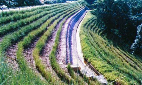 Vetiver Grass for Erosion Control - Scribd - raincitystudios.com