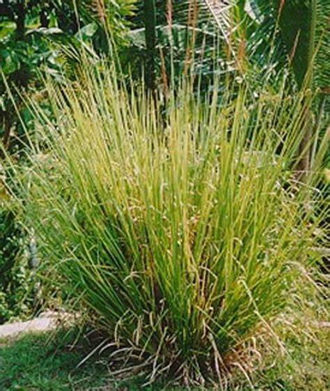 Vetiver Grass Plant Chrysopogon Zizanioides - raincitystudios.com