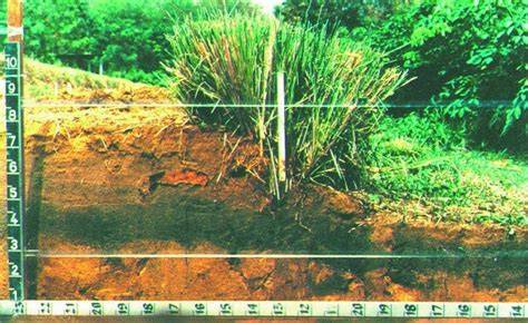 VETIVER GRASS TECHNOLOGY - raincitystudios.com