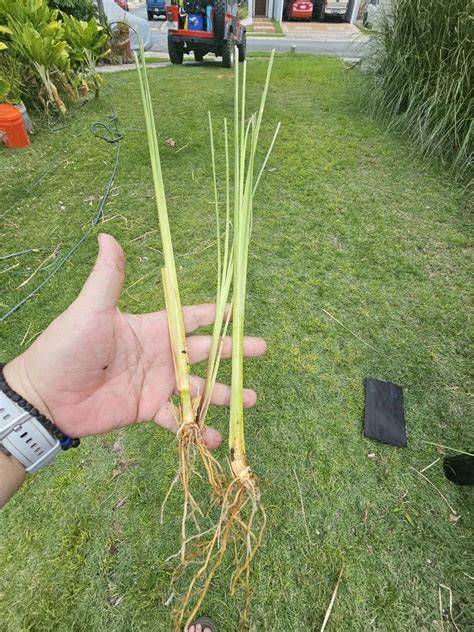 Vetiver live plant for EROSION CONTROL 25 pcs combo - eBay - raincitystudios.com