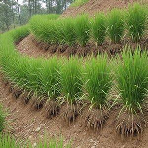 Vetiver Slips Live - Etsy - raincitystudios.com