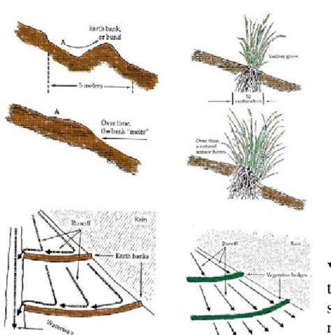 VETIVER SYSTEM FOR EROSION AND SEDIMENT CONTROL - raincitystudios.com