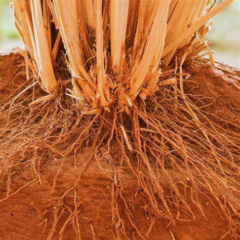 Vetiver System - raincitystudios.com