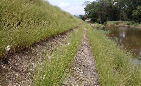 Vetiver Systems | Natural permanent erosion control - raincitystudios.com