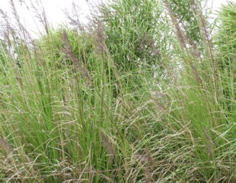 Vetivergrass Plant Guide - USDA - raincitystudios.com