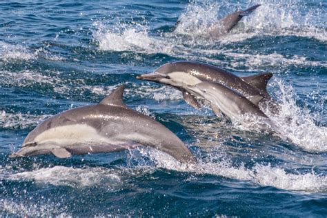 VIDEO: 'Mesmerizing dolphin stampede' captured near Dana Point