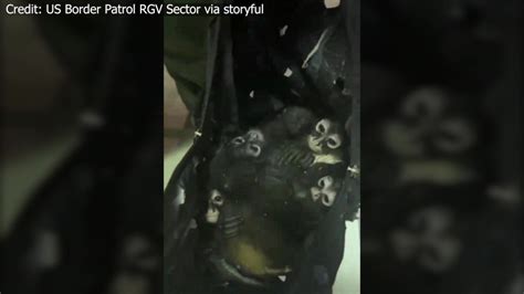 VIDEO: 7 spider monkeys discovered in backpack near southern Texas border