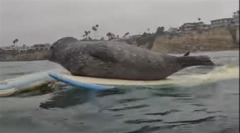 VIDEO: Baby seal climbs onto Pacific Beach surfers' boards