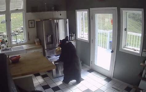 VIDEO: Bear breaks into Connecticut home, raids freezer for lasagna