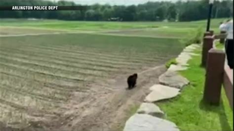 VIDEO: Bear that sparked Arlington schools delay is spotted at Lexington farm