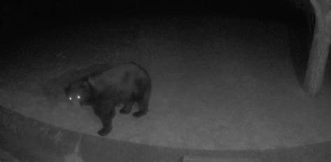VIDEO: Bear wanders through another yard in San Rafael