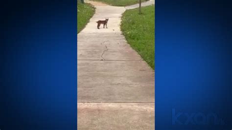 VIDEO: Bobcat spotted in Plum Creek neighborhood in Kyle