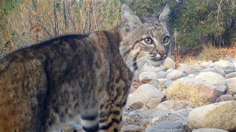 VIDEO: Bobcats Screaming at Each Other in the Middle …