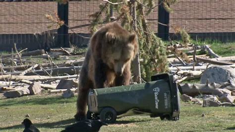 VIDEO: Colorado bear stuck in dumpster