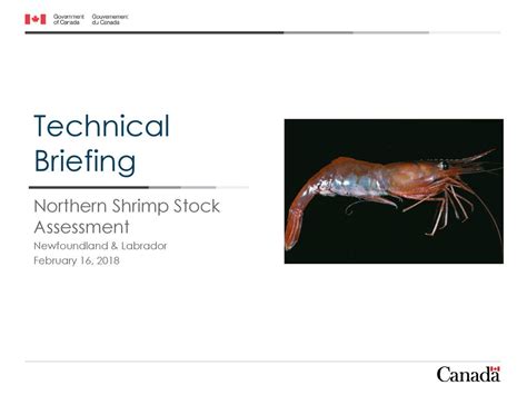 VIDEO: DFO northern shrimp stock assessment for Newfoundland …