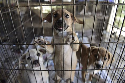 VIDEO: Dog abandoned outside animal shelter; reward offered for information