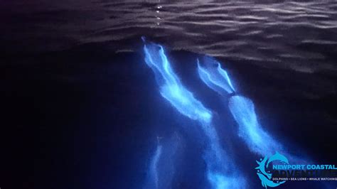 VIDEO: Dolphins swim through bioluminescent waters in Orange County