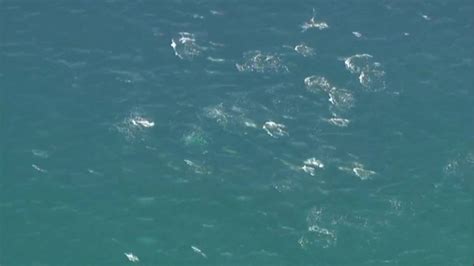 VIDEO: Dozens of dolphins seen swimming together along San Diego coast