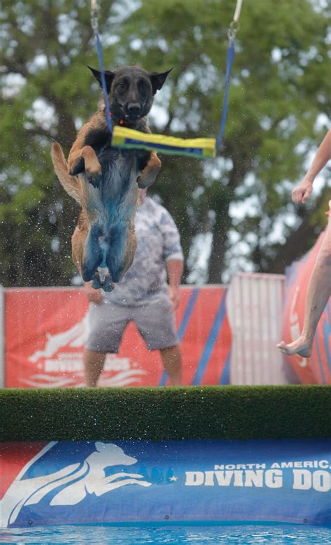 VIDEO: Flying caninies show off at the Greater Fort Myers Dog …