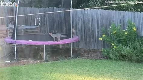 VIDEO: Foxes seen playing on trampoline in north Austin