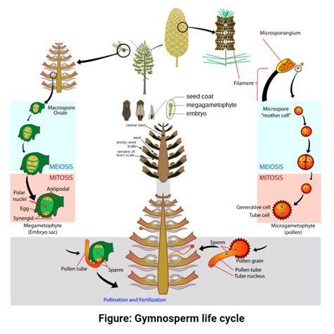 Video: Gymnosperm | Life Cycle, Reproduction & Seeds - muktibox.com