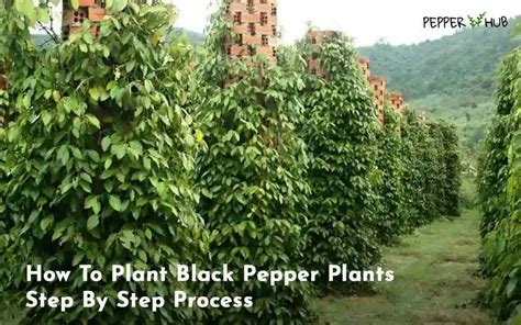 Video: How to Grow Black Pepper - wikiHow - balustradellc