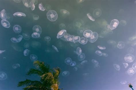 VIDEO: Moon jellyfish swarm spotted near Coronado Cays
